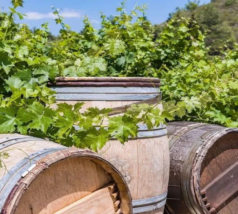 wine route by motorbike through La Orotava