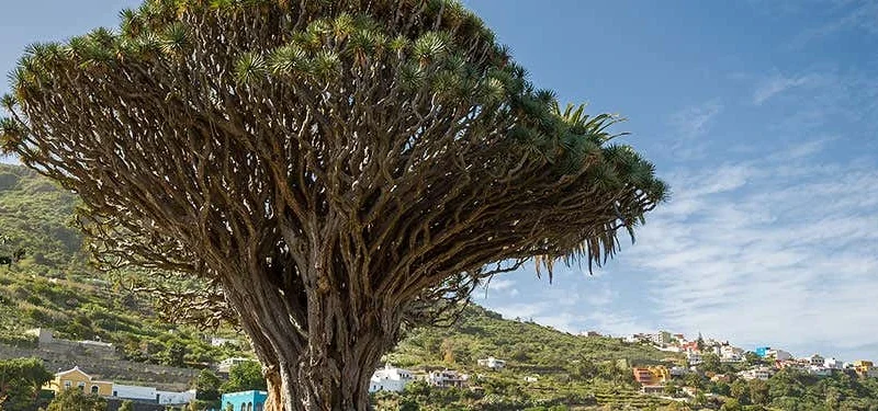 millenary dragon tree visit tenerife